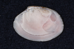 Veneridae