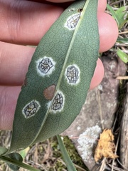 Asteromyia carbonifera