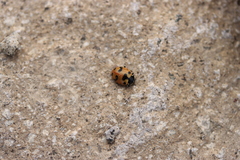 Hippodamia caseyi