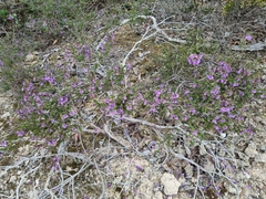 Prostanthera decussata