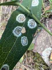 Asteromyia carbonifera