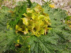 Arctopus monacanthus