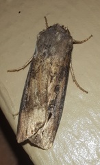 Agrotis ipsilon