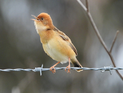 Cisticola exilis
