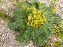 Arctopus monacanthus