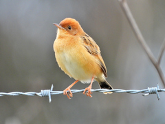 Cisticola exilis