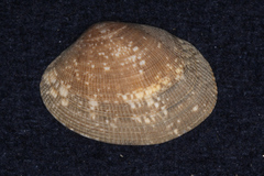 Veneridae