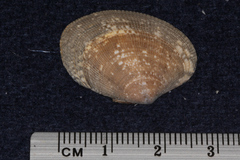 Veneridae