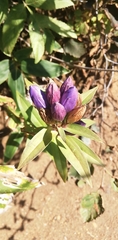 Gentiana triflora