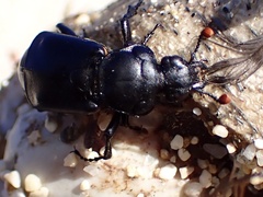 Nicrophorus guttula