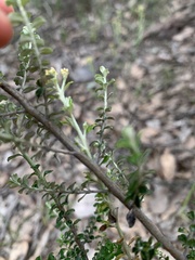 Ozothamnus obcordatus