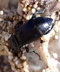 Nicrophorus guttula