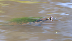 Emydura macquarii