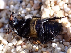 Nicrophorus guttula