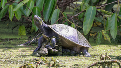 Emydura macquarii