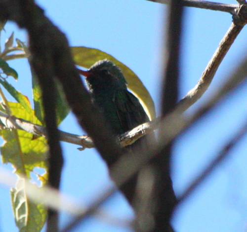 Cynanthus latirostris