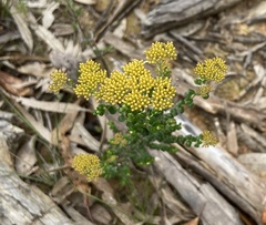 Ozothamnus obcordatus
