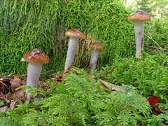 Cortinarius collinitus