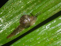 Proserpinellidae