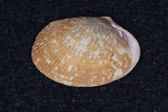 Veneridae