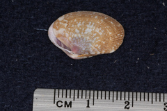 Veneridae