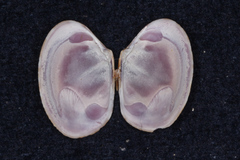 Veneridae