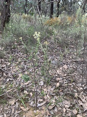 Ozothamnus obcordatus