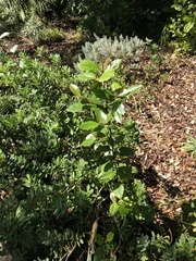 Frangula californica