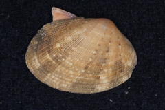 Veneridae
