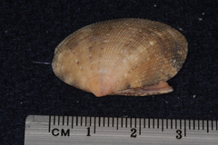 Veneridae