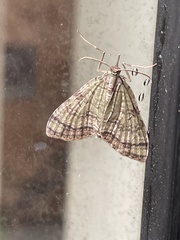 Episteira nigrilinearia