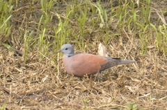 Streptopelia tranquebarica humilis