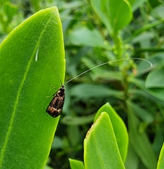 Nemophora