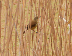 Acrocephalus australis