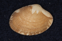 Veneridae