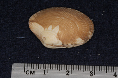 Veneridae