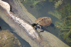 Graptemys pseudogeographica