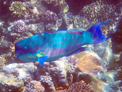 Chlorurus microrhinos