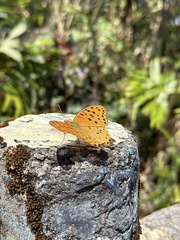 Argynnis hyperbius hyperbius