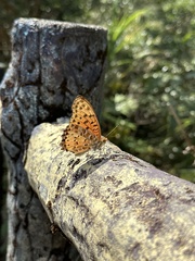 Argynnis hyperbius hyperbius
