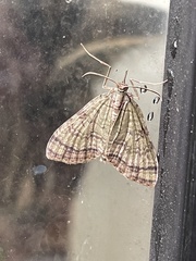 Episteira nigrilinearia