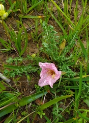 Oenothera acaulis