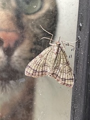 Episteira nigrilinearia