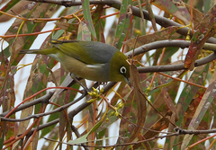 Zosterops lateralis lateralis