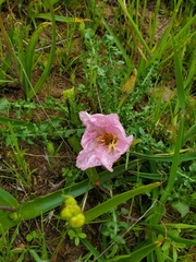 Oenothera acaulis