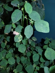 Euphorbia graminea