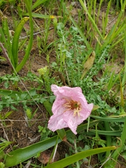 Oenothera acaulis