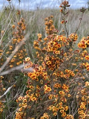 Dillwynia sericea