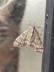 Episteira nigrilinearia