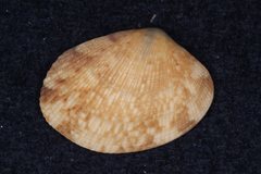 Veneridae